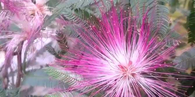 合欢花的花语是什么？如何正确解读合欢花的含义？