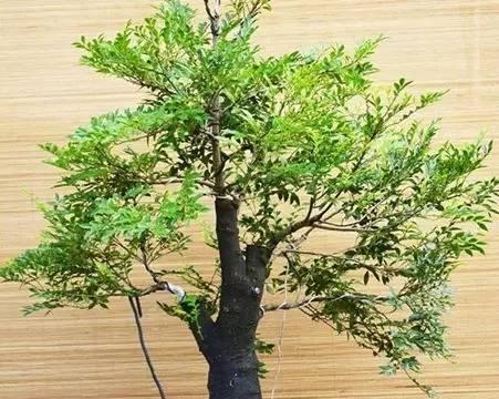 黑骨茶的风水寓意是什么？摆放位置有何讲究？