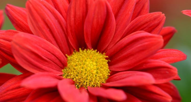 红色菊花的花语是什么？红色菊花代表了哪些情感含义？