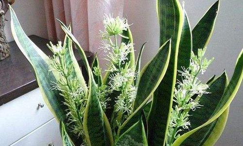 虎皮兰开花好吗？开花的风水寓意是什么？
