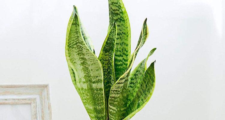 虎尾兰象征什么？在风水中有哪些寓意？