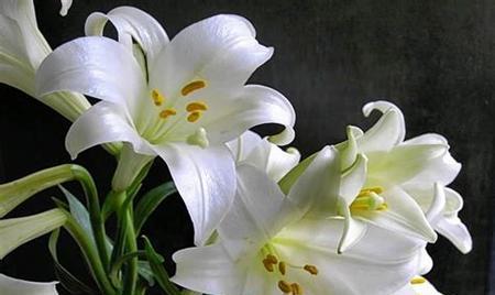 黄百合花的花语是什么？它的寓意有哪些常见问题？