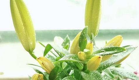 黄百合花的花语是什么？它的寓意有哪些常见问题？
