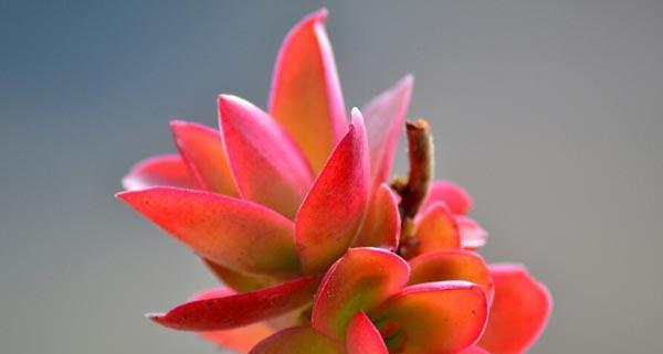 火祭的花语是什么？火祭的寓意有哪些常见问题？