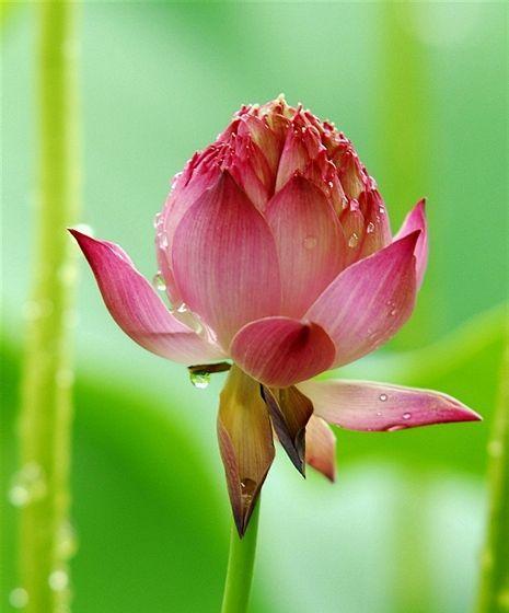 家里养荷花吉利吗？种荷花的风水寓意和忌讳是什么？