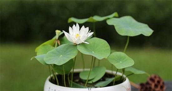 家里养荷花吉利吗？种荷花的风水寓意和忌讳是什么？