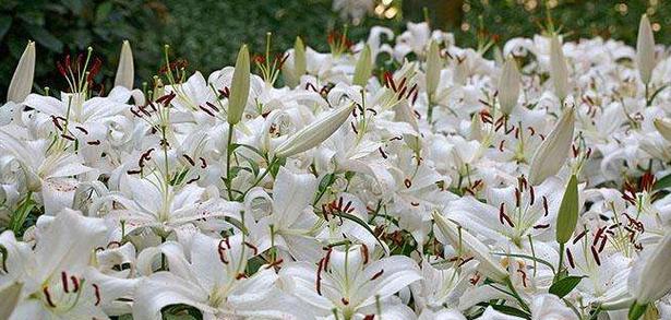 金百合花的花语是什么？它的寓意有哪些？