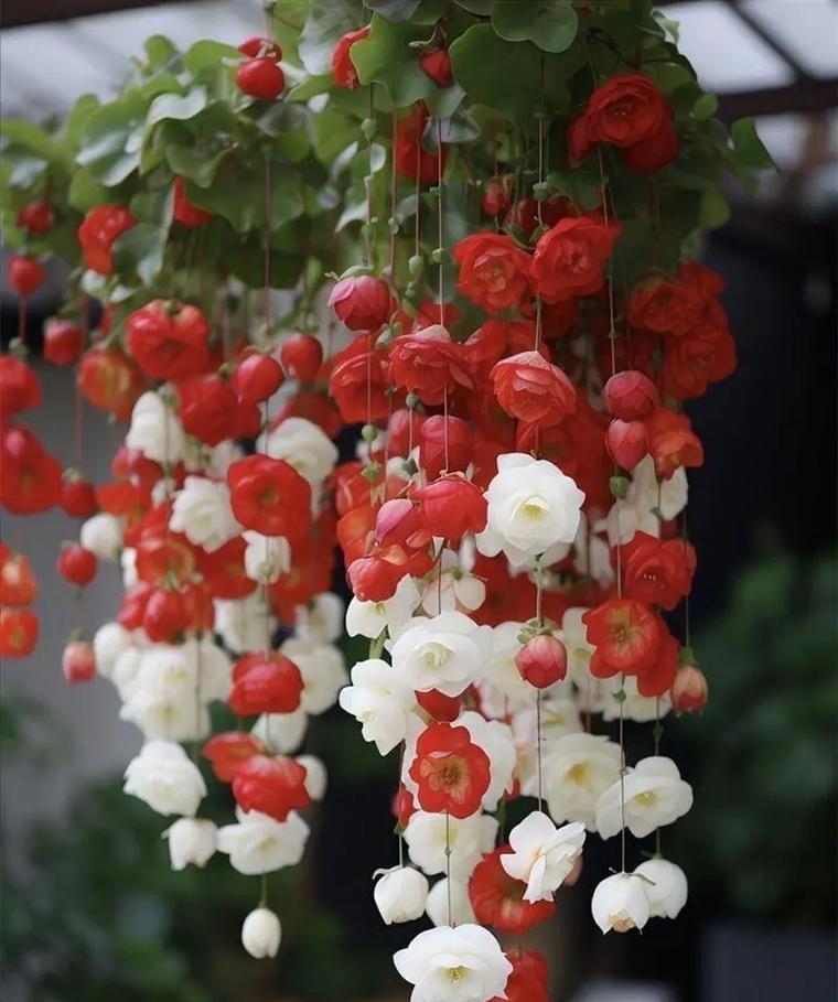 哪些花草品种既好养又防蚊？