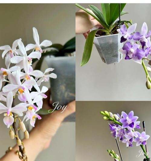 蝴蝶兰花土变黑是什么原因？如何处理？