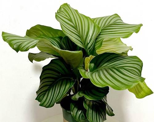 耐阴耐水的室内植物盆栽有哪些？如何挑选？