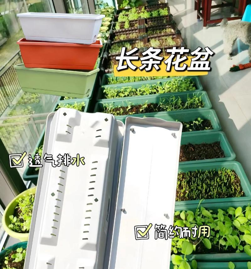 白色塑料长条花盆有何特点？使用时应注意什么？