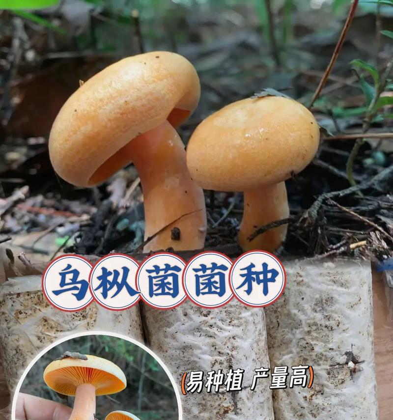 花盆里适合哪些菌种生长？如何正确添加？