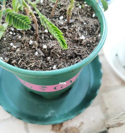 花盆土面白色粉末的原因是什么？如何预防？