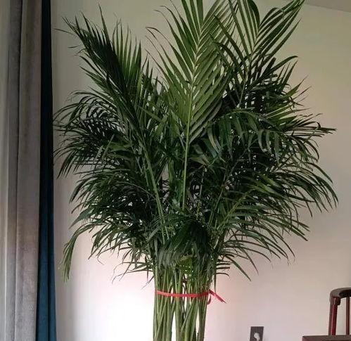 毛绒小熊做的水泥花盆效果如何？适合种植什么植物？