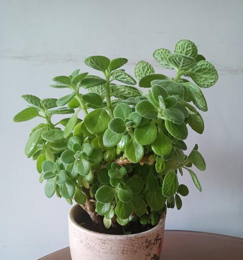 哪些花草既好养又防蚊？最佳品种是什么？