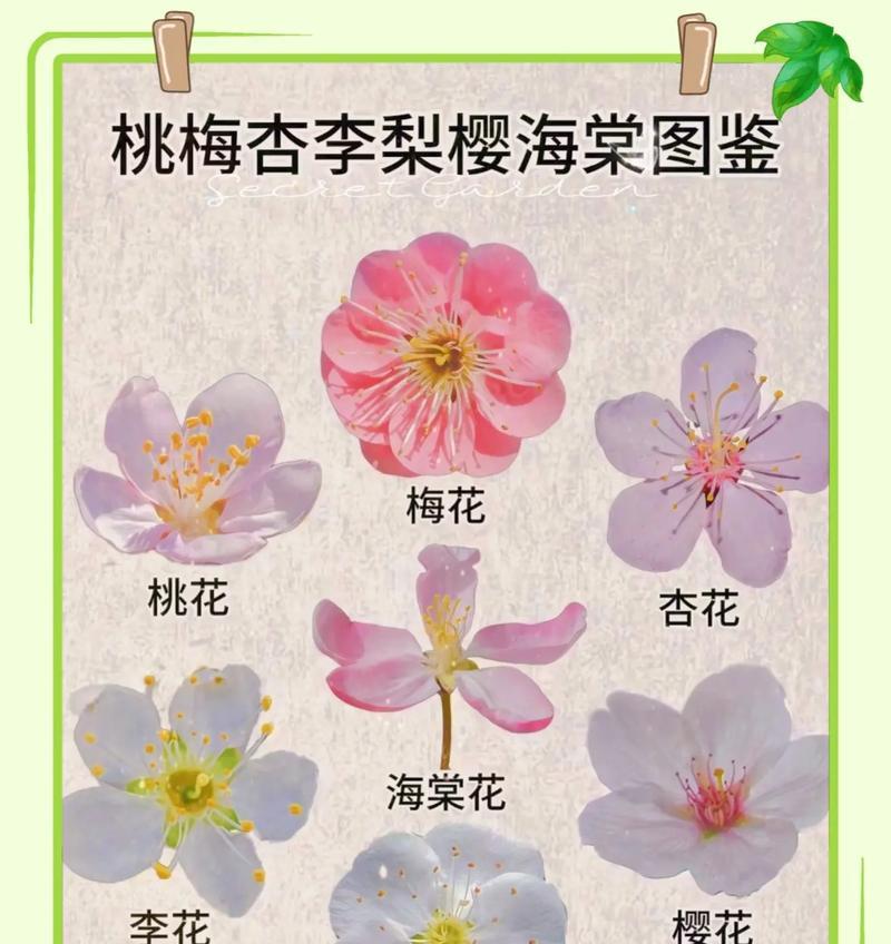 辨别花草品种有哪些方法？怎样确保品种的纯正？