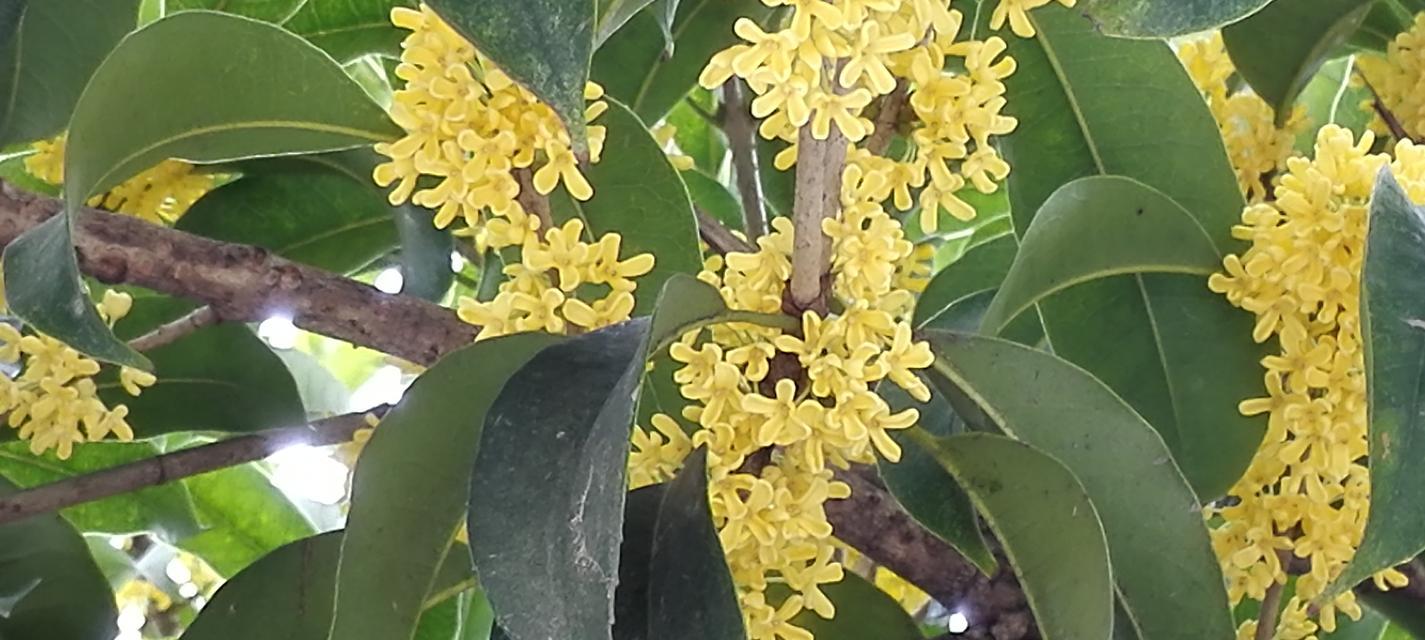 桂花的花语是什么意思？桂花代表了哪些美好寓意？