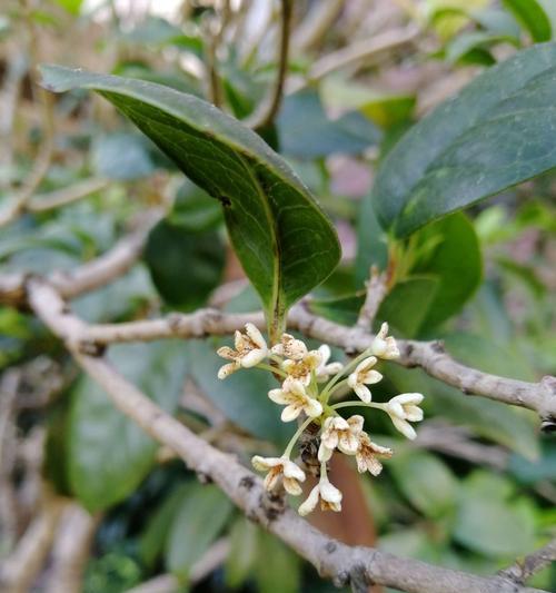 桂花的花语是什么意思？桂花代表了哪些美好寓意？