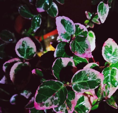 海桐花花语有哪些含义？