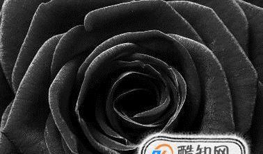 黑玫瑰代表什么意思？黑玫瑰花语有哪些含义？