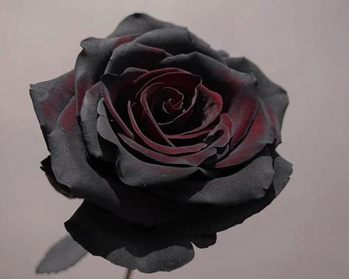 黑色玫瑰代表什么？黑色玫瑰的花语有哪些含义？