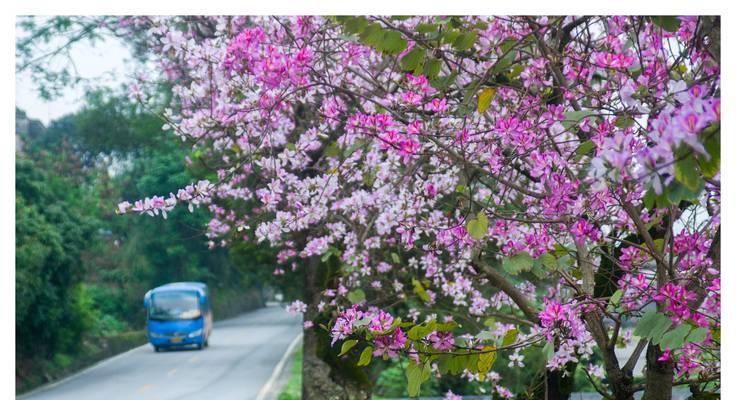 红花羊蹄甲的花语有哪些含义？