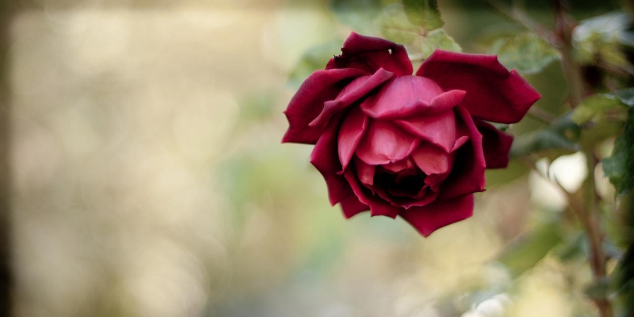 红玫瑰花代表什么？如何正确解读红玫瑰的花语？