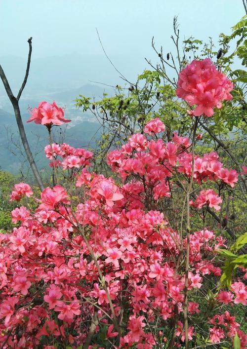 红色杜鹃花象征什么？红色杜鹃花的寓意有哪些常见误解？