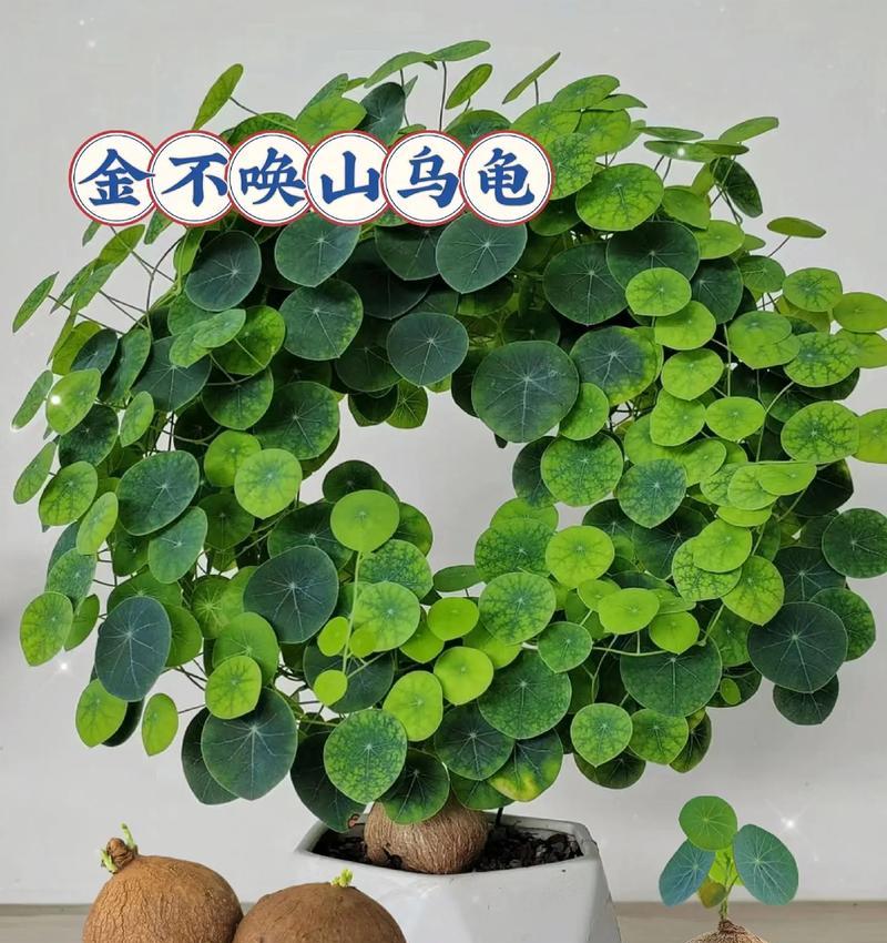 耐旱爬藤植物品种推荐？它们的养护要点是什么？