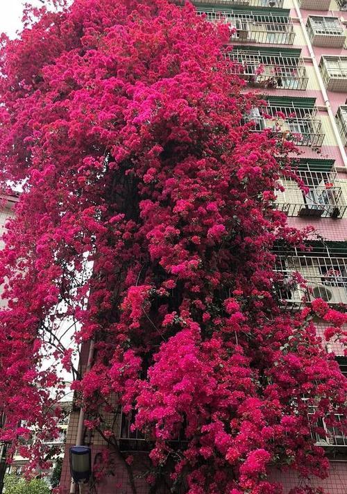 耐旱爬藤植物品种推荐？它们的养护要点是什么？