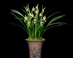 花盆中黑色圆形物体是什么？它会对植物造成伤害吗？