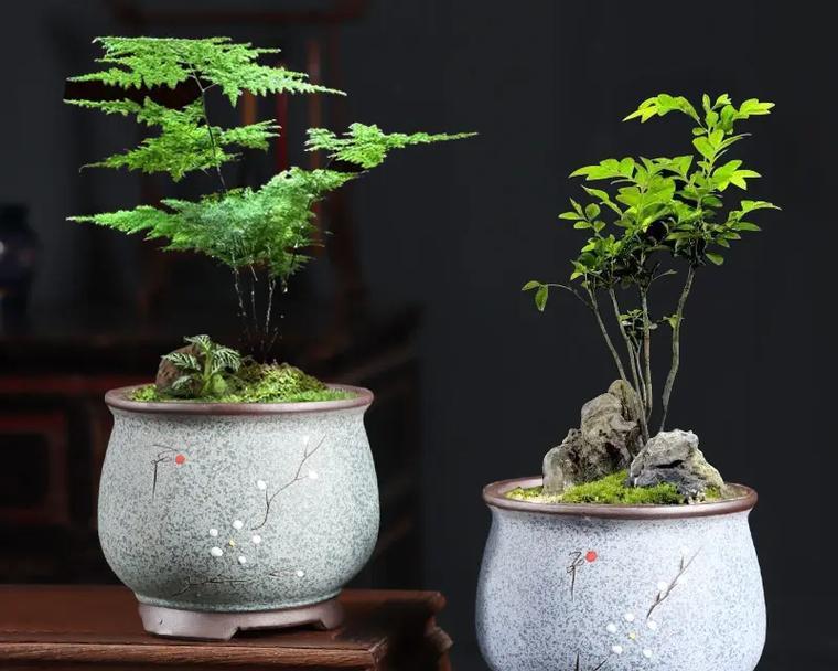 花盆中黑色圆形物体是什么？它会对植物造成伤害吗？