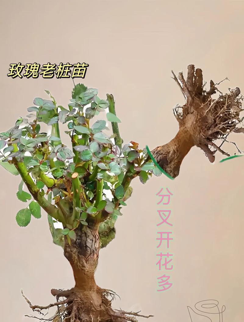 永顺苗木玫瑰的种植技巧有哪些？优质玫瑰苗木如何挑选？