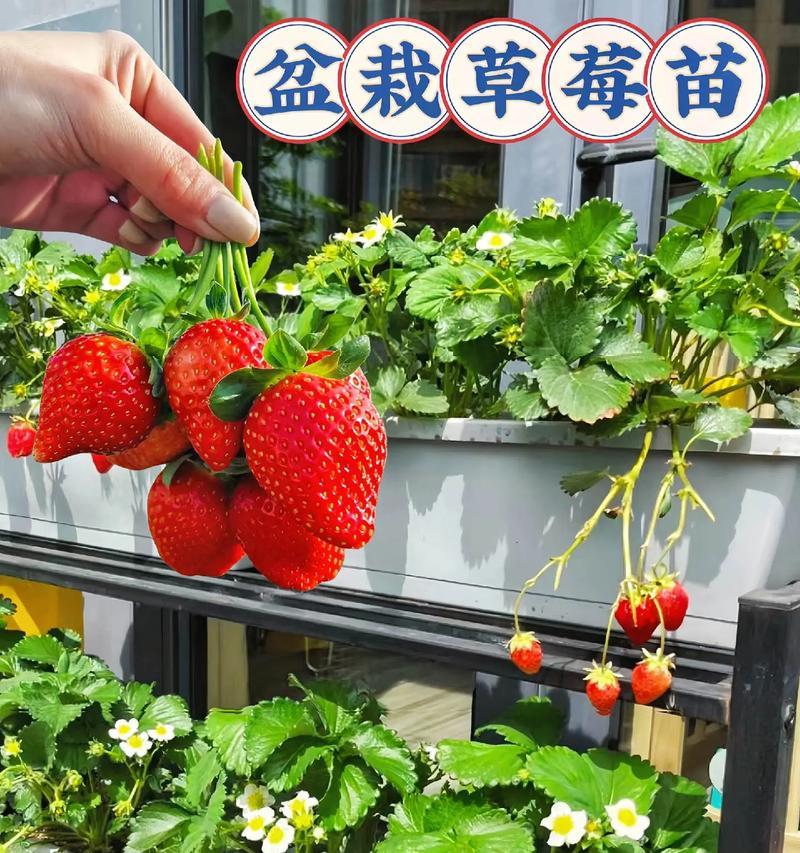 草莓苗盆栽多久结果一次合适？如何管理以促进结果？