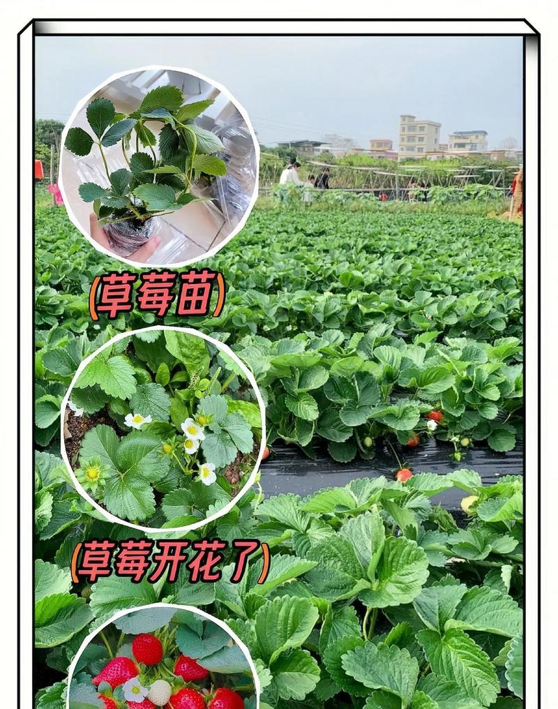 草莓苗盆栽多久结果一次合适？如何管理以促进结果？