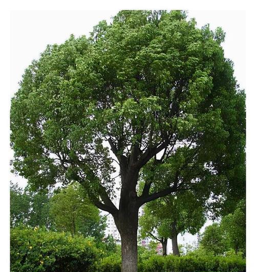 花草树木有哪些特点让你喜欢？它们的哪些特质吸引了你？