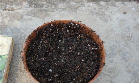 水培花盆土黑色粉末如何彻底去除？有效的方法是什么？