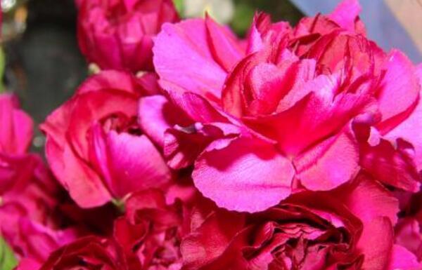 桃红色康乃馨代表什么？花语含义有哪些？