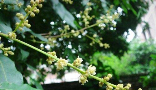 桂圆生长需要哪些环境条件？其生长特点是什么？