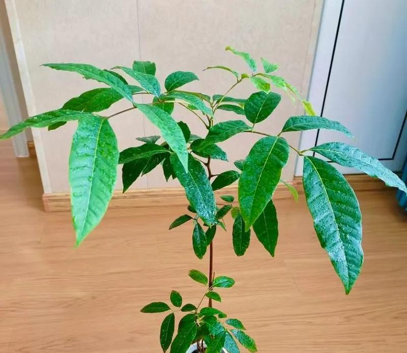 桂圆种子种植方法是什么？如何确保高成活率？