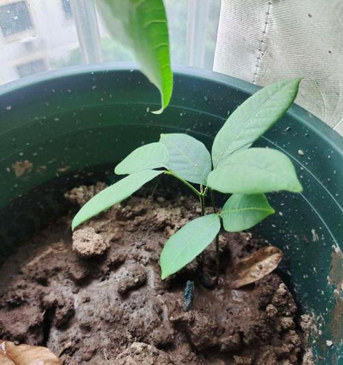 桂圆种子种植方法是什么？如何确保高成活率？