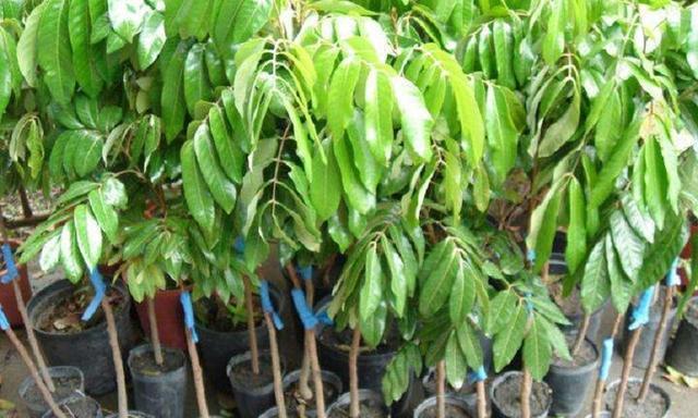 桂圆种子种植方法是什么？如何确保高成活率？