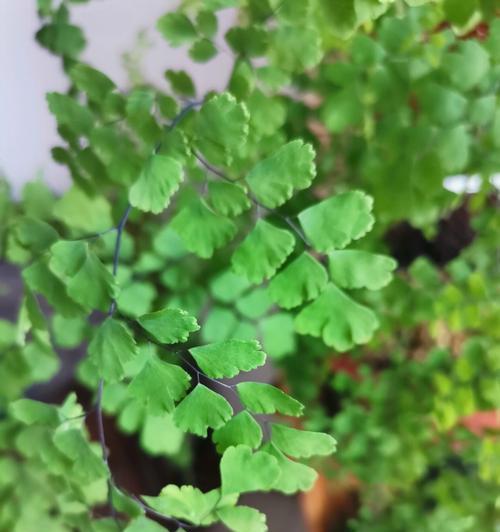 铁线蕨的花语是什么？了解铁线蕨的象征意义和用途？