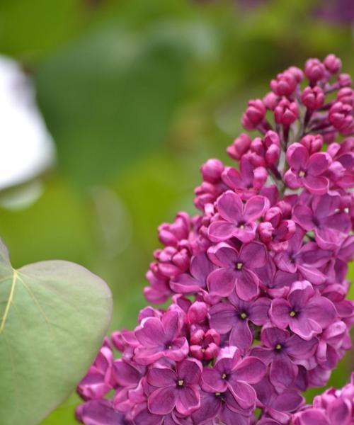 五月最具有代表性的花是什么？如何识别和欣赏这些花卉？