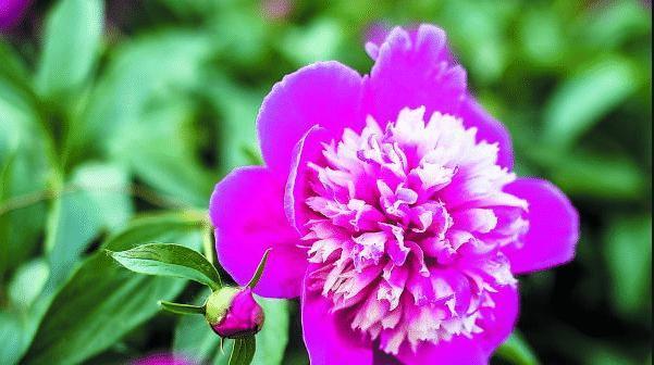 五月最具有代表性的花是什么？如何识别和欣赏这些花卉？