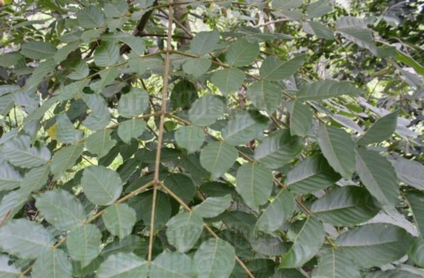 果树属于农作物吗？果树种植的经济价值如何？