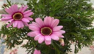 小邹菊花语是什么意思？有哪些相关的传说故事？
