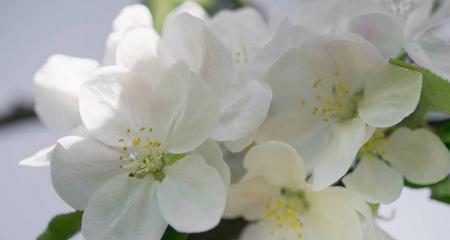 笑靥花的花语是什么？笑靥花代表笑脸迎人和开朗吗？