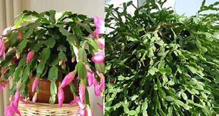 蟹爪兰的花语是什么？如何养护蟹爪兰？