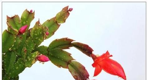蟹爪兰的花语是什么？如何养护蟹爪兰？